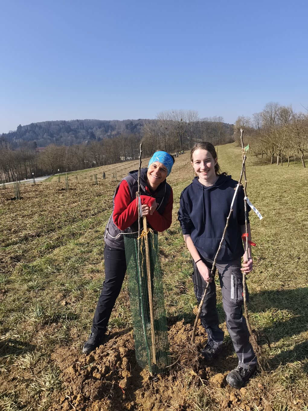 200 Birnbäume für ein Obstbau-Versuchsprojekt gepflanzt
